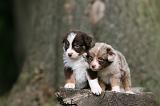 BERGER AUSTRALIEN PUPPIES 803